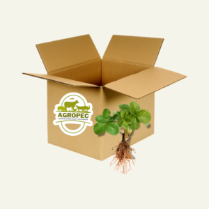 20 plantulas de fresa