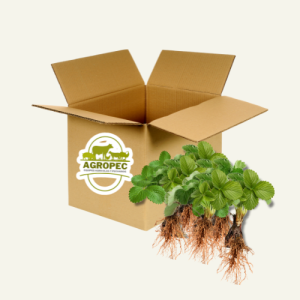 Caja con 100 Plántulas de Fresa