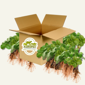 Caja con 1000 Plántulas de Fresa